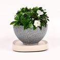 thumbnail image 4 of Removable Tray  Flower Pot Wheels  Plastic Tray Heavy Duty Flower Pot Rack Plant Caddy Rolling Potted Plant Stand, 4 of 13