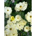 thumbnail image 2 of GSDWIUEW Butterfly Ranunculus Bulbs Buttercup Bare Roots for Planting Canada, Perennial Flower Ranunculus asiaticus, Easy to Grow, Double Ranunculus Bare Roots for Cut Flowers Garden Indoor Outdoor, 2 of 5