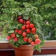 thumbnail image 4 of GSDWIUEW Graines d'Intérieur Tomate Nain en Pot Rouge Légume Ancien Précoce pour la Plantation, 4 of 8