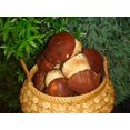 thumbnail image 3 of GSDWIUEW Spores Porcini Mushrooms Mycelium Spawn Dried Seeds Heirloom, 3 of 8