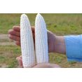 thumbnail image 2 of GSDWIUEW Seeds Corn Delicacy White Sugar Sweet Giant Heiroom Vegetable for Planting, 2 of 8