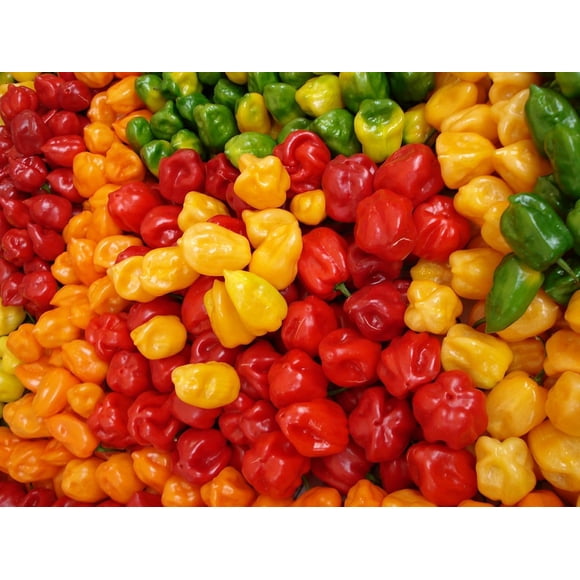 GSDWIUEW Habanero Pepper 50 Seeds – Extremely Hot, & Organic for Planting