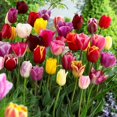 thumbnail image 1 of Bulbs are Easy Flower Bulbs - Tulip Triumph Assorted (80 Bulbs), 1 of 2