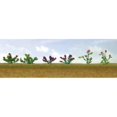 thumbnail image 1 of Assortiment de Plantes à Fleurs 1, 1/2 Pouces (12), 1 of 1