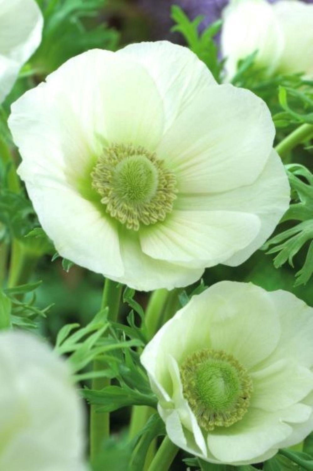 Bulbes à fleurs Tasc – Anémone coronaria De Caen 'Bride ' blanche