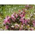 thumbnail image 4 of Ensemble de arbuste 6 contenants de 1 gallon  weigela Victoria, 4 of 6