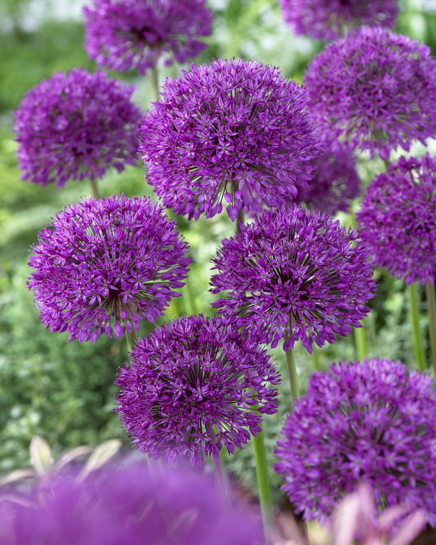 TASC Allium Aflatunense Purple SensationTASC Allium ‘Purple Sensation’ Aflatunense Perennial Flower Bulb