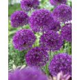thumbnail image 1 of TASC Allium ‘Purple Sensation’ Aflatunense, bulbe de fleur vivace, 1 of 2