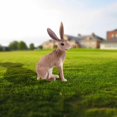 thumbnail image 2 of Dvkptbk Jouet Modèle d'Animal Lapin Mignon pour Enfants Poupée Modèle Département Jouets Éducatifs, 2 of 2