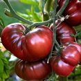 thumbnail image 1 of HJADGG Seeds Tomato Black Russian Heirloom Non-GMO, 1 of 8