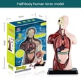 thumbnail image 2 of HAOAN Kids Anatomy Toys Human Body Model  Assembled Human Torso Organ Model for Kids Children Learning Science Anatomy  Ages 6+ (Multi-Type), 2 of 19