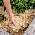thumbnail image 2 of GardenStraw - Paillis de Jardin en Paille de Blé de Qualité Supérieure, 3 Pi3, 2 of 8