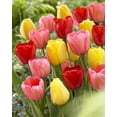 thumbnail image 1 of Tulip ‘Darwin Hybrid’ Assorted Flower Bulbs – Perennial Spring-Blooming Tulip Bulbs, 1 of 2