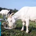 thumbnail image 5 of Durable Farm Animal Water Automatic Livestock Drinker with Safe Rounded Design for Cattle and Sheep, 5 of 5