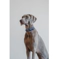 thumbnail image 4 of ROTTERDAM Os Collier pour Chien en Cuir Os à Rangée Simple, 4 of 4