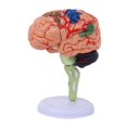 thumbnail image 1 of HILABEE 4D Disassembled Anatomical Model Education Display Human Brain Model Anatomy for, 1 of 9