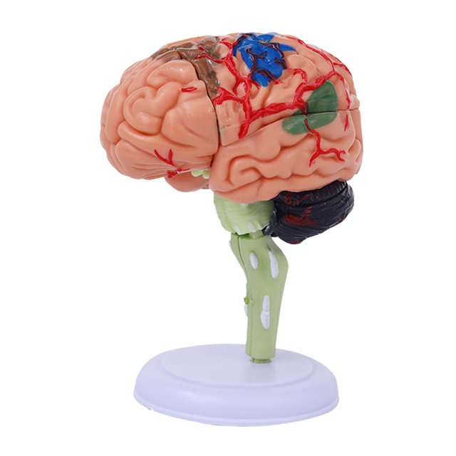 HILABEE 4D Disassembled Anatomical Model Education Display Human Brain Model Anatomy for