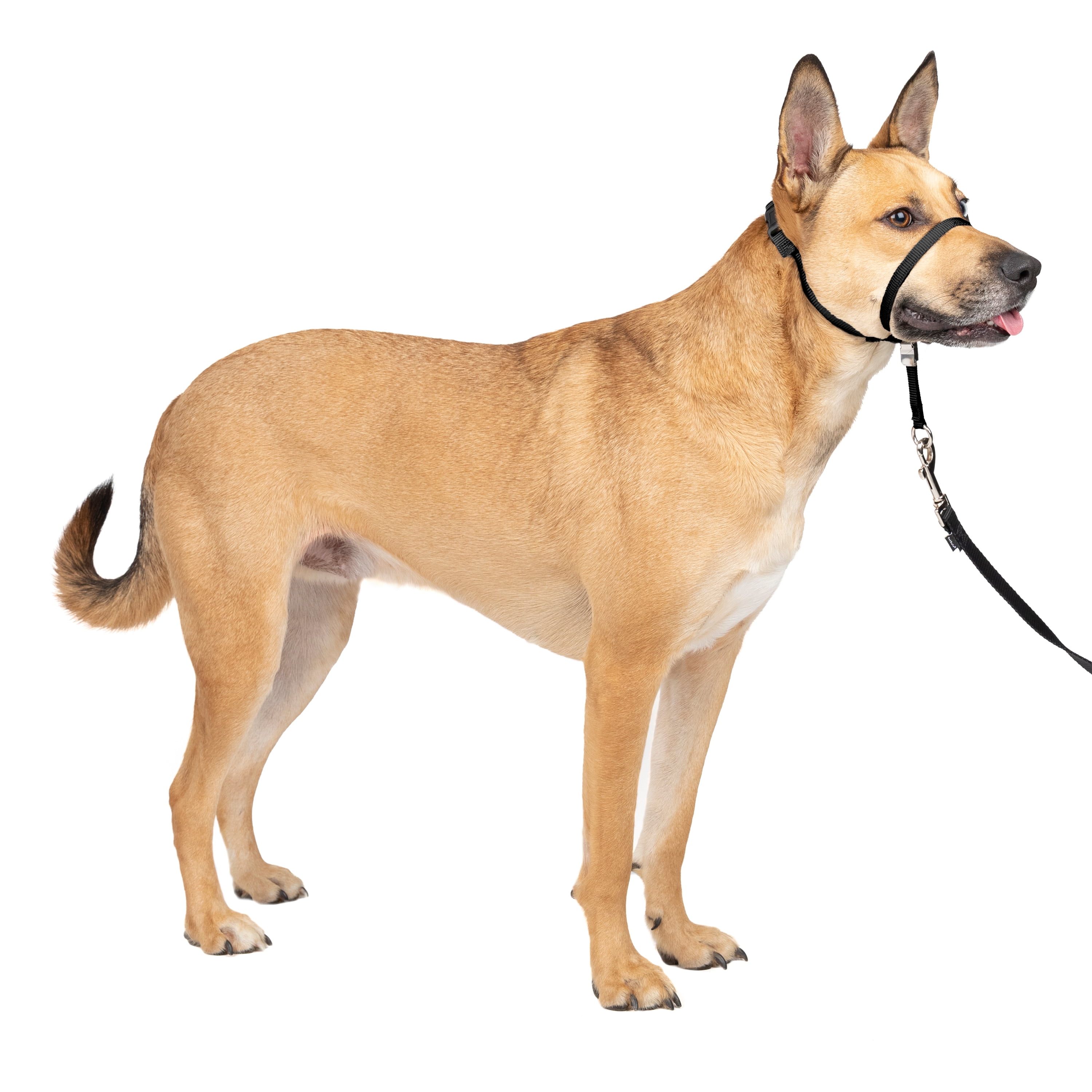 PetSafe Licol Easy Walk, Confortable, Anti-Traction, avec Laisse en Nylon (inclus), noir, M