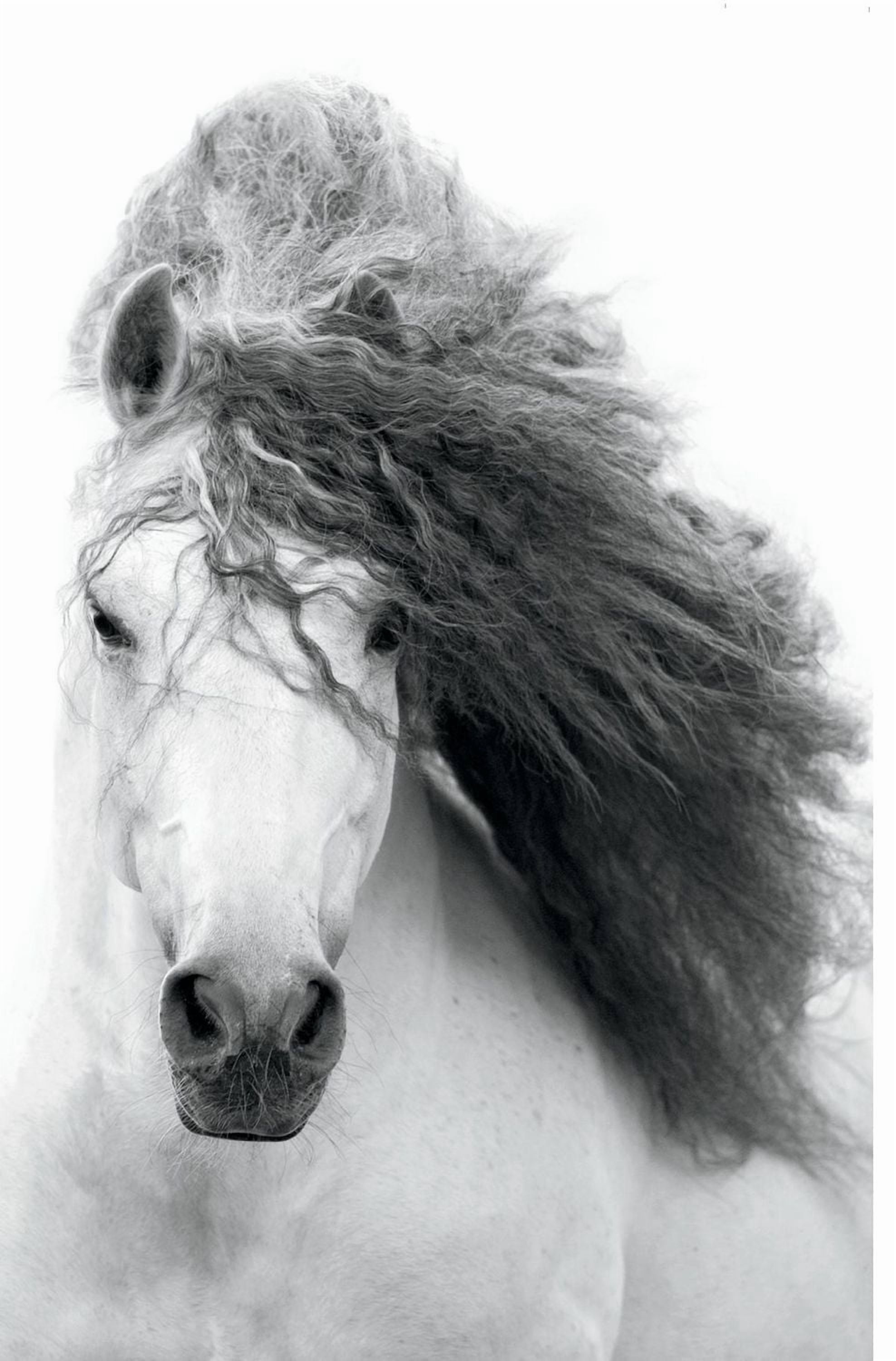 Grayscale Horse Wall Poster, 22.375" x 34"