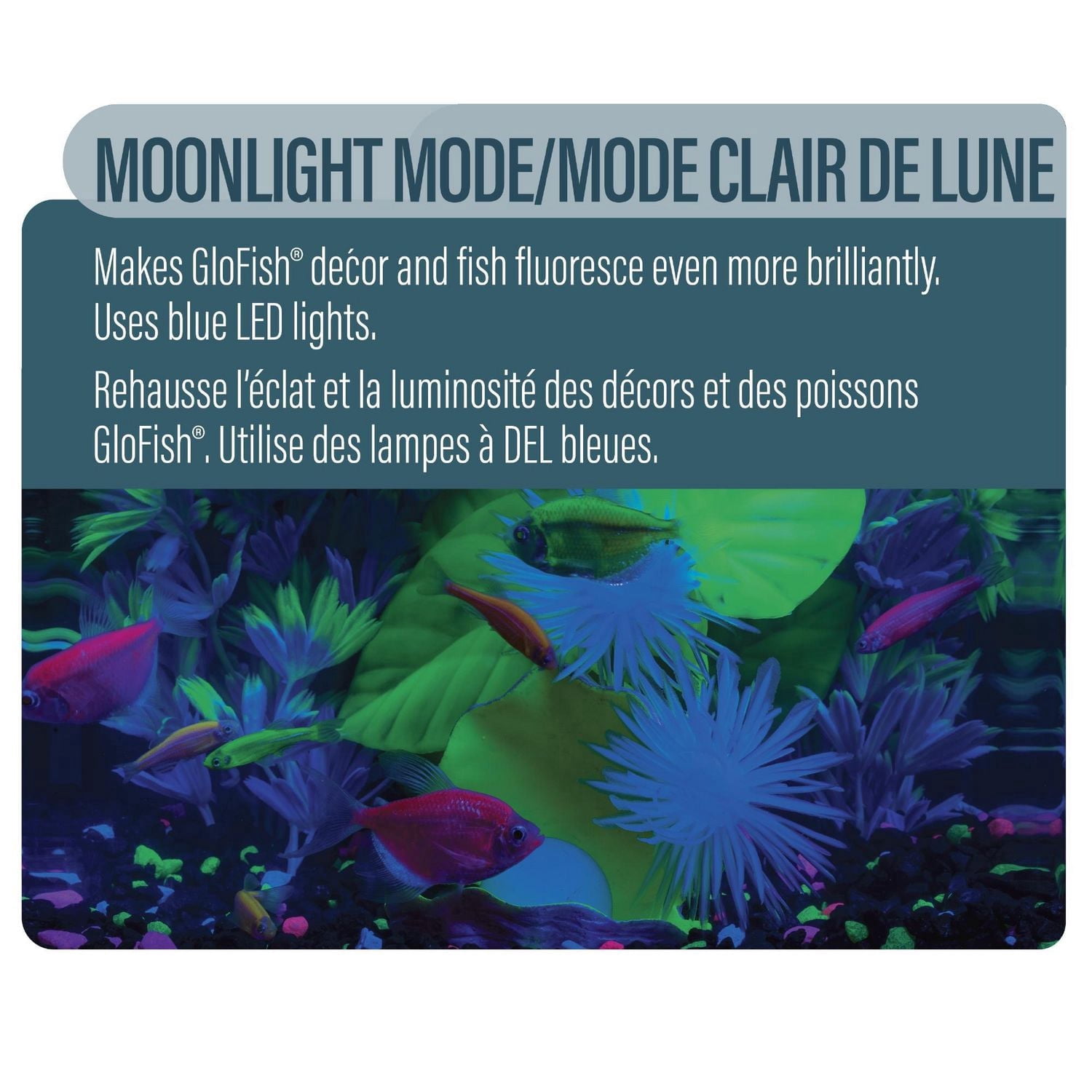 GloFish Kit d'aquarium parfait pour débutant