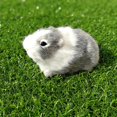 thumbnail image 1 of Guinea Pig Plush Pig Animal Stuffed Soft Small Hamster Toy Cute, 1 of 8
