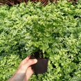 thumbnail image 4 of Seedling Block Peat Planting Block for Hydroponics Soilless Plants Germination 50 Pcs, 4 of 7