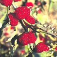 thumbnail image 2 of 100 STRAWBERRY STICKS / SPINACH Chenopodium Foliosum Fruit Berry Seeds, 2 of 5