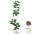 thumbnail image 4 of 5.9ft Artificial Rubber Tree with Off White Sphere Resin Planter & Stone,Indoor Artificial Tree Tall Plant Fake Tree,Faux Fiddle Leaf Fig Tree for Home Decor, 4 of 7