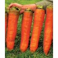 thumbnail image 1 of GSDWIUEW Carotte Rouge Géante Légume pour Plantation Héritage, 1 of 8
