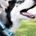 thumbnail image 2 of Country Brook Petz Martingale Dog Collar - Heavy-Duty Training Collar with No Buckle - Service Dog Collar for All Pups - Vibrant, Colorful Collection (Ocean Blue, 3/4 Inch, Small), 2 of 8