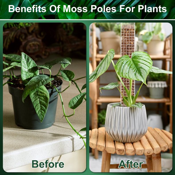 MesaSe 6Pcs Plastic Moss Poles 23.6in Reusable Plastic Plant Stick