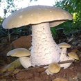 thumbnail image 4 of Gourmet and Medicinal Mushroom Cultures (Macrocybe Titans), 4 of 4