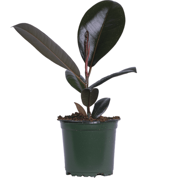 Ficus Elastica Burgundy | Rubber Tree (S) Live Plants in 4" growers pot