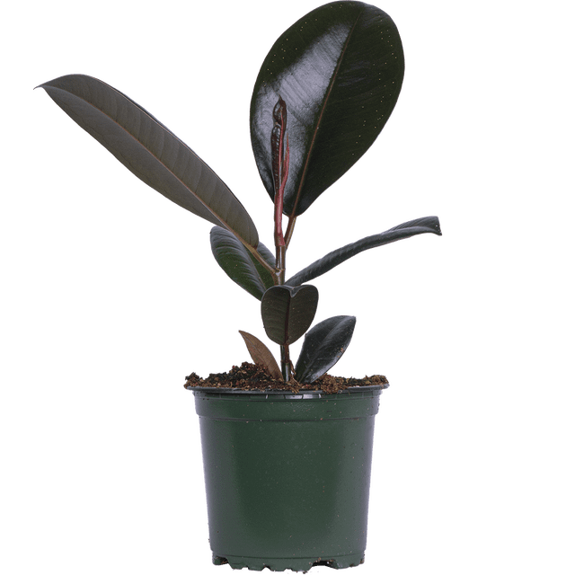 Ficus Elastica Burgundy, a Rubber Tree live plant in a small 4-inch grower's pot. The plant showcases glossy, deep burgundy leaves and a compact tree-like form, perfect for indoor spaces like living rooms or offices. Easy-care and low-light tolerant, positioned against a plain background.