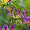 thumbnail image 5 of HJADGG Bulbes de Rothschildiana Gloriosa (Lys de Feu/lys en Flammes) - Fleur de Vigne Grimpante Exotique 8 Pcs / 20 Pcs Floraisons Rouges et Jaunes Vibrantes pour Jardin et Contenants (Violet,20), 5 of 5