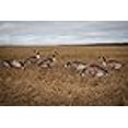 thumbnail image 3 of Real-Geese 1 Douzaine de Leurres Silhouette Vivid Series, 3 of 4