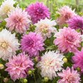 thumbnail image 1 of Flower Bulbs - Dahlia Decorative Café au Lait Assorted (5 Bulbs), 1 of 1