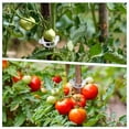 thumbnail image 2 of 200 Pcs Plant Support Clips with Plant Support Hooks Garden Support Clips Tomato Vegetables Plants Trellis Clips, 2 of 6