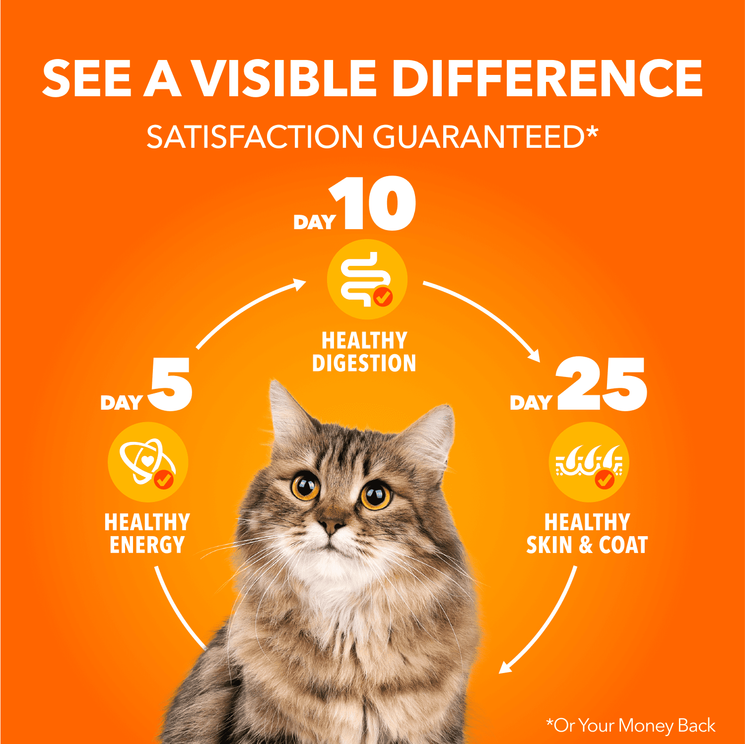 Iams Perfect Portions Sans Grains Coupes de Poulet en Sauce & Pâté au Saumon d'Intérieur Assortiment Adulte en Santé Nourriture Humide pour Chat Lot de 24