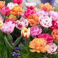 thumbnail image 1 of TASC Flower Bulbs- Tulipa Double hâtive Assorted (20 Bulbs), 1 of 1