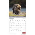 thumbnail image 3 of Canadian Geographic Wildlife | 2023 12x24 Inch Square Wall Calendar, 3 of 8