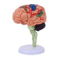 thumbnail image 2 of HILABEE 4D Disassembled Anatomical Model Education Display Human Brain Model Anatomy for, 2 of 9
