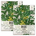 thumbnail image 1 of Seed Needs Rue Herb Seeds for Planting (Ruta graveolens) Twin Pack of 200 Seeds Each - Heirloom Non-gMO Untreated, 1 of 1