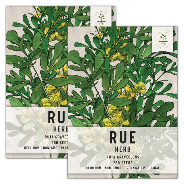 Seed Needs Rue Herb Seeds for Planting (Ruta graveolens) Twin Pack of 200 Seeds Each - Heirloom Non-gMO Untreated