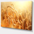 thumbnail image 2 of Ears of Golden Wheat Close up - Large Landscape Canvas Art, 2 of 4