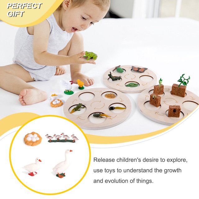 pitrice 1 Set Spade Worm Model Premium Plastic Material Meaningful Insect Figurines Early Educational Growing Models for School Project dock type 2