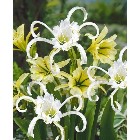 TASC FLOWER BULBS - Hymenocallis Festalis & Sulphur Queen