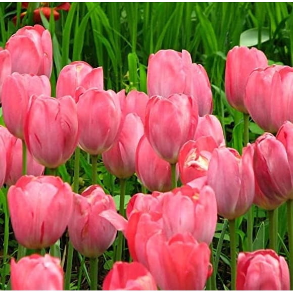 GSDWIUEW Tulip Bulb Perennial Plant Bulk Bulb for Planting Flowering Bulbs (5 Bulbs,Sweet English Rose Tulip)