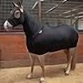 thumbnail image 3 of Sleazy Sleepwear For Horses Full Body Sleazy Purple S, 3 of 4