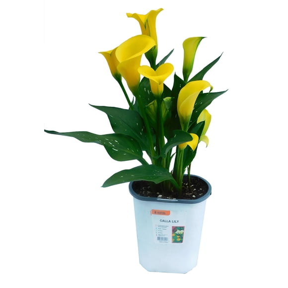 4.7in Calla Lily - Live Plant in 4.7inch Pot (Single Item)